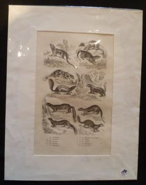 Gravure animalière : petits mammifères (pl.33), tirée de l'Histoire naturelle de Buffon