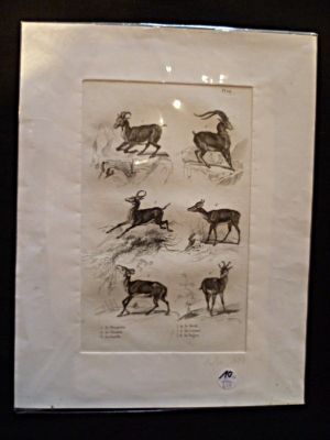 Gravure animalière : bovidés (pl.24), tirée de l'Histoire naturelle de Buffon