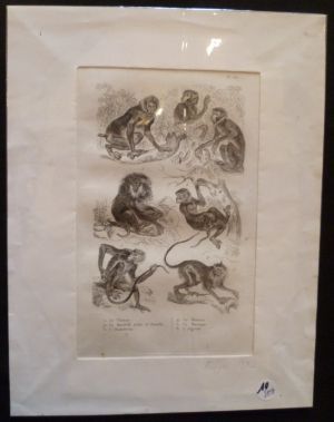 Gravure animalière : singes (pl.36), tirée de l'Histoire naturelle de Buffon