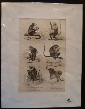 Gravure animalière : singes (pl.39), tirée de l'Histoire naturelle de Buffon