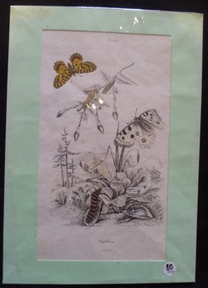 Planche sciences naturelles : papillons (pl.457)