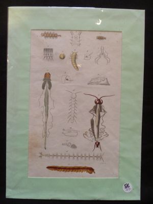 Planche sciences naturelles : myriapodes ?