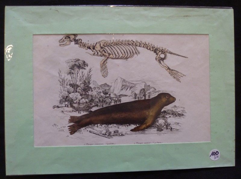 Planche sciences naturelles : phoque