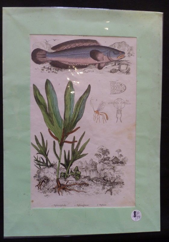 Planche sciences naturelles : ophicéphale/ophioglose/ophion (pl.420)