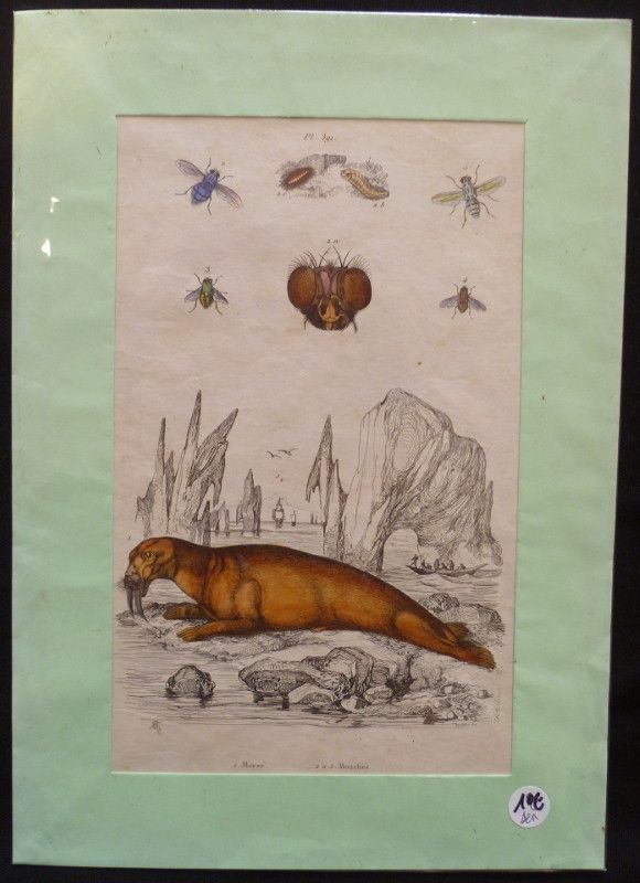 Planche sciences naturelles : morse/mouches (pl.391)