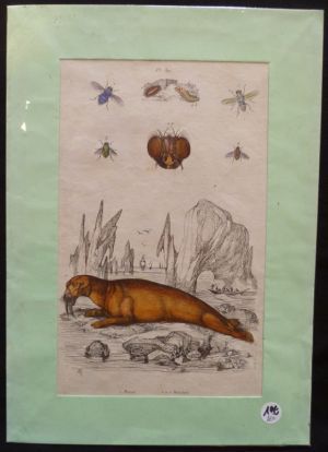 Planche sciences naturelles : morse/mouches (pl.391)