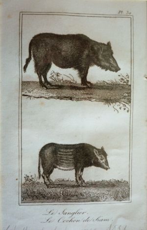 Gravure animalière, planche n°30 du Buffon de la jeunesse : Sanglier, Cochon de Siam