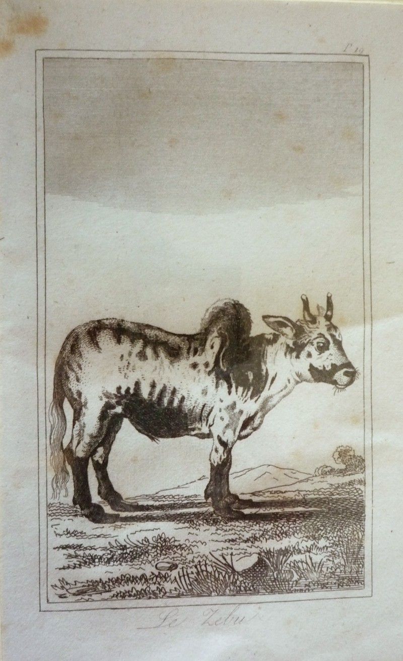 Gravure animalière, planche n°19 du Buffon de la jeunesse : Zébu
