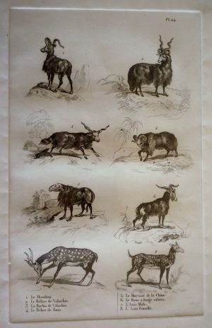 Gravure animalière, planche n°22 de l'Histoire naturelle de Buffon : Mouflon, Bélier de Valachie, Brebis de Valachie, Bélier de Tunis, Morvant de 