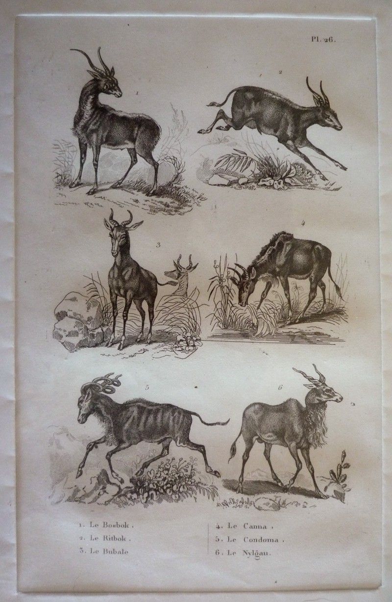 Gravure animalière, planche n°26 de l'Histoire naturelle de Buffon : Bosbok, Ritbok, Bubale, Canna, Condoma, Nylgau