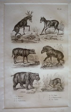 Gravure animalière, planche n°28 de l'Histoire naturelle de Buffon : Mazame, Musc, Babiroussa, Tapir, Hippopotame, Cabiai