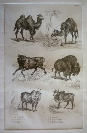 Gravure animalière, planche n°21 de l'Histoire naturelle de Buffon : Chameau, Dromadaire, Buffle, Bison, Zébu mâle, Zébu femelle