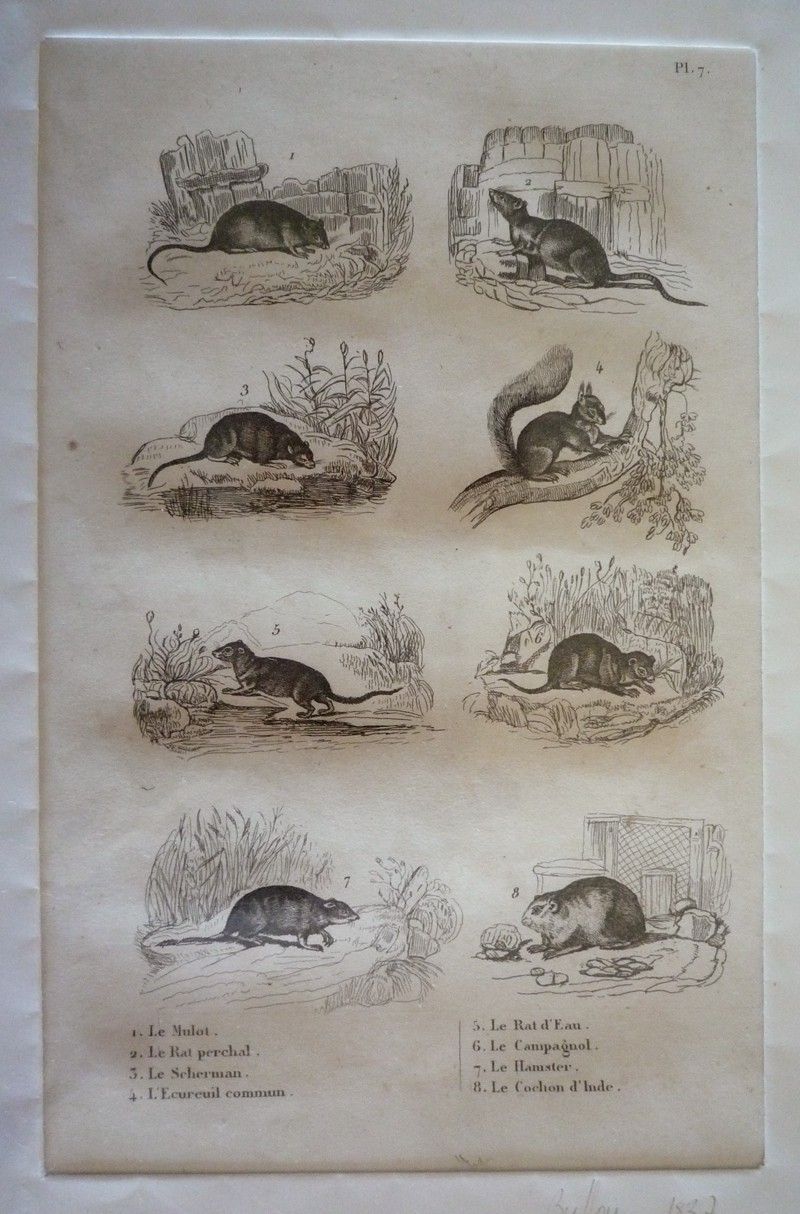 Gravure animalière, planche n°7 de l'Histoire naturelle de Buffon : Mulot, Rat perchal, Scherman, Ecureuil, Rat d'eau, Campagnol, Hamster, Cochon d'