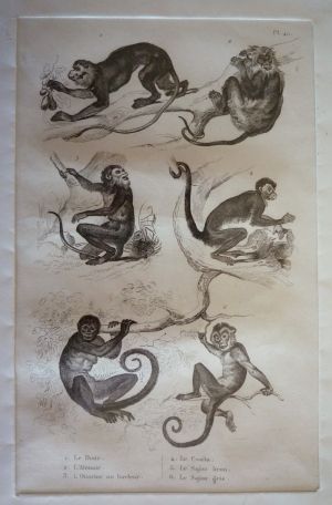 Gravure animalière, planche n°40 de l'Histoire naturelle de Buffon : Douc, Alouate, Ouarine ou hurleur, Coaïta, Sajou brun, Sajou gris