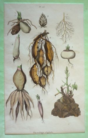Gravure : Physiologie végétale (Dictionnaire pittoresque d'histoire naturelle et des phénomènes de la nature)