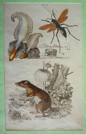 Gravure : Pennatule, Pepsis, Péramèle (Dictionnaire pittoresque d'histoire naturelle et des phénomènes de la nature)