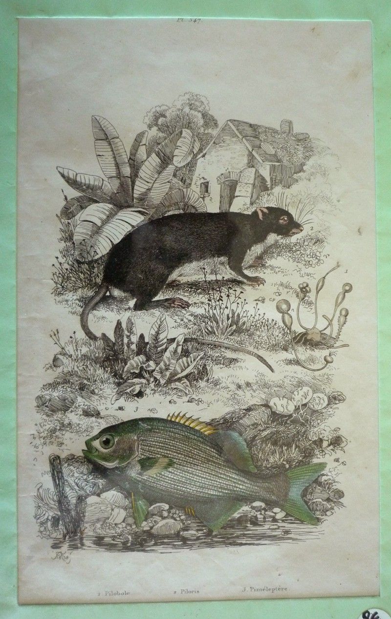 Gravure : Pilobole, Piloris, Piméleptère (Dictionnaire pittoresque d'histoire naturelle et des phénomènes de la nature)