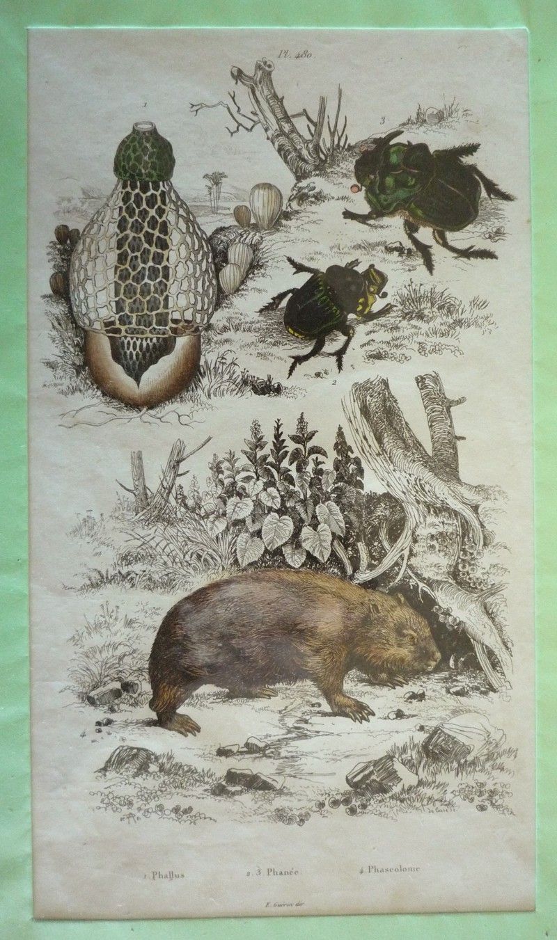 Gravure : Phallus, Phanée, Phascolome (Dictionnaire pittoresque d'histoire naturelle et des phénomènes de la nature)