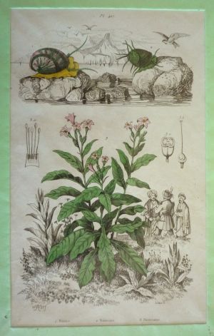 Gravure : Nérite, Néritine, Nicotiane (Dictionnaire pittoresque d'histoire naturelle et des phénomènes de la nature)