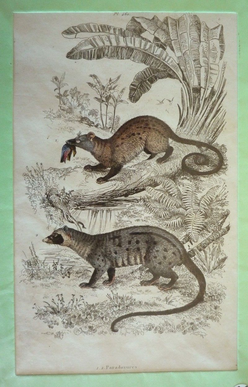 Gravure : Paradoxures (Dictionnaire pittoresque d'histoire naturelle et des phénomènes de la nature)