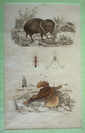 Gravure : Pécari, Pédère, Pégase (Dictionnaire pittoresque d'histoire naturelle et des phénomènes de la nature)