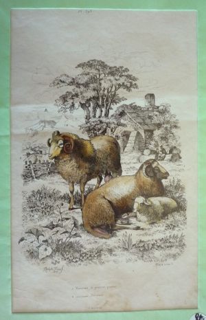 Gravure : Mouton à grosse queue, Mouton Mérinos (Dictionnaire pittoresque d'histoire naturelle et des phénomènes de la nature)