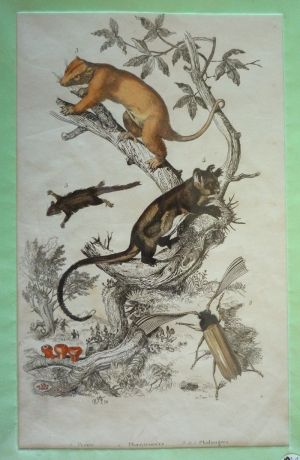 Gravure : Pezize, Phaenicocère, Phalanges (Dictionnaire pittoresque d'histoire naturelle et des phénomènes de la nature)