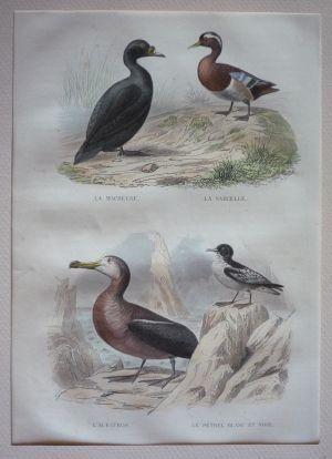 Gravure aquarellée de Traviès, fin XIXe (Buffon) : Macreuse. Sarcelle. Albatros. Petrel blanc et noir