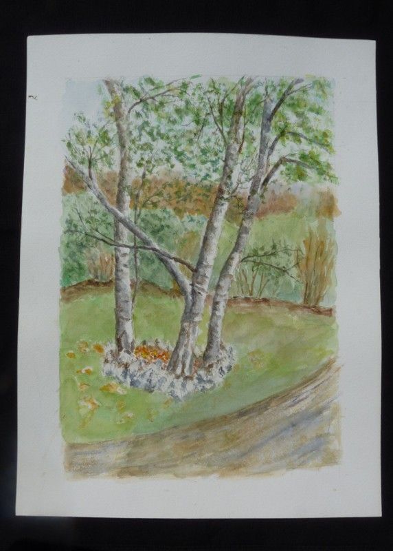 Aquarelle originale de Vaubourg : bouleaux