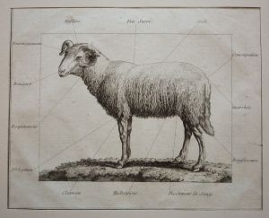 Gravure tirée du "Cours complet d'Agriculture" de Rozier (1785) - Planche XXIV : Maladies du mouton