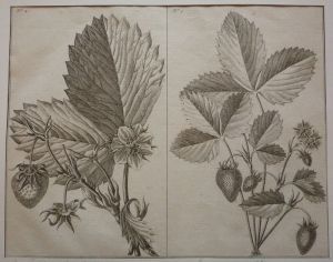 Gravure tirée du "Cours complet d'Agriculture" de Rozier (1785) - Planche II : Fraisier des Alpes & Ecarlate de Bath
