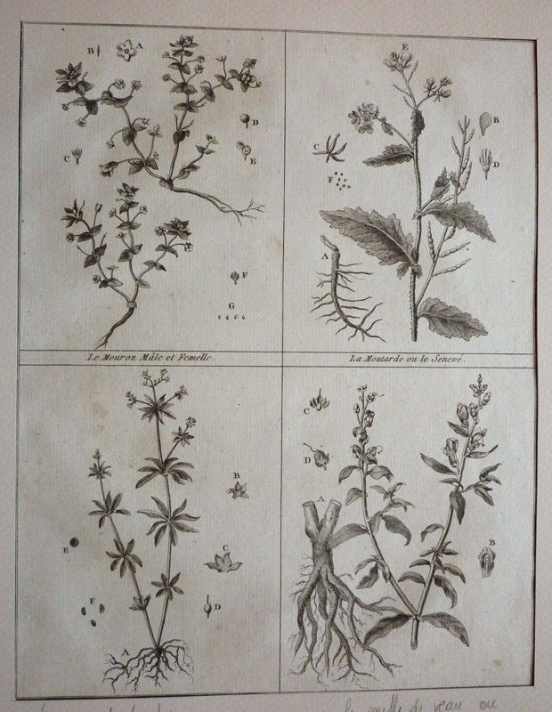 Gravure tirée du 