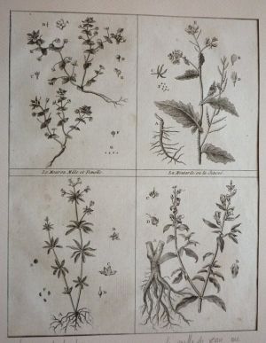 Gravure tirée du "Cours complet d'Agriculture" de Rozier (1785) - Planche XXIII : Mouron mâle et femelle, Moutarde ou Senevé, Muguet du bois ou Hépatique étoilée & Mufle de veau ou Mufleaude