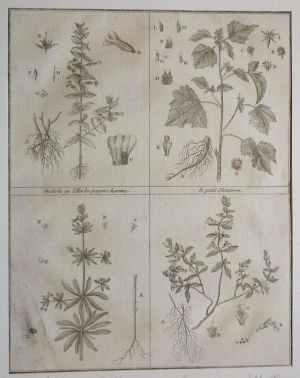 Gravure tirée du "Cours complet d'Agriculture" de Rozier (1785) - Planche XIV : Gratiole ou l'Herbe pauvre homme, Petit Glouteron, Grateron ou Rieble & Germandrée ou Petit Chêne