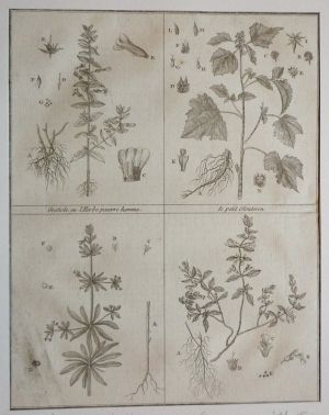 Gravure tirée du "Cours complet d'Agriculture" de Rozier (1785) - Planche XIV : Gratiole ou l'Herbe pauvre homme, Petit Glouteron, Grateron ou Rieble