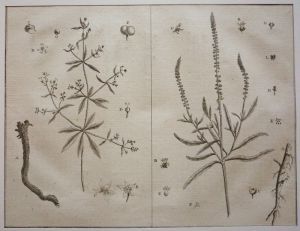 Gravure tirée du "Cours complet d'Agriculture" de Rozier (1785) - Planche XIII : Garance & Gaude