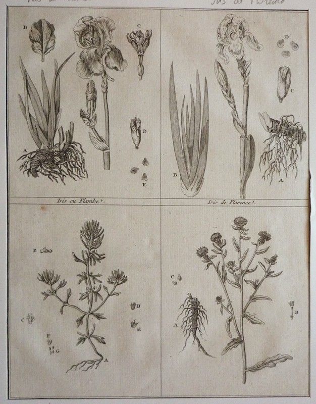 Gravure tirée du 