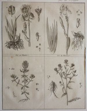 Gravure tirée du "Cours complet d'Agriculture" de Rozier (1785) - Planche XXIX : Iris ou Flambe, Iris de Florence, Ivette & Jacée des prés
