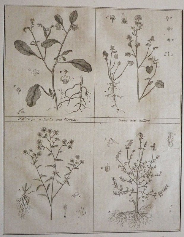 Gravure tirée du 