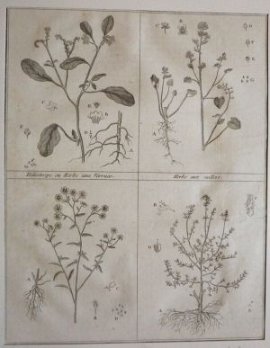 Gravure tirée du "Cours complet d'Agriculture" de Rozier (1785) - Planche XVII : Héliotrope ou Herbe aux verrues, Herbe aux cuillers, Herbe à éter