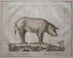 Gravure tirée du "Cours complet d'Agriculture" de Rozier (1785) - Planche XL : Maladies du cochon