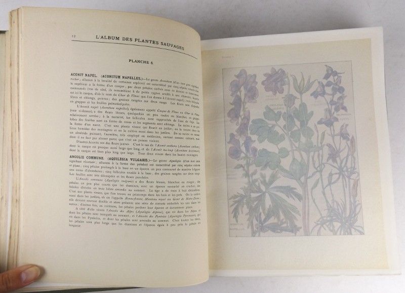 Fleurs sauvages de France