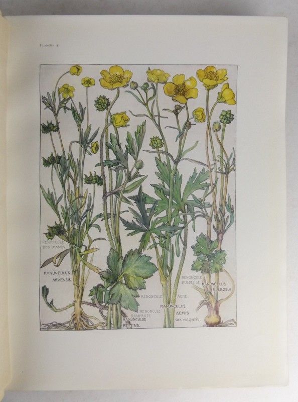 Fleurs sauvages de France