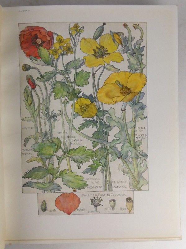 Fleurs sauvages de France