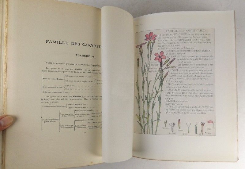 Fleurs sauvages de France