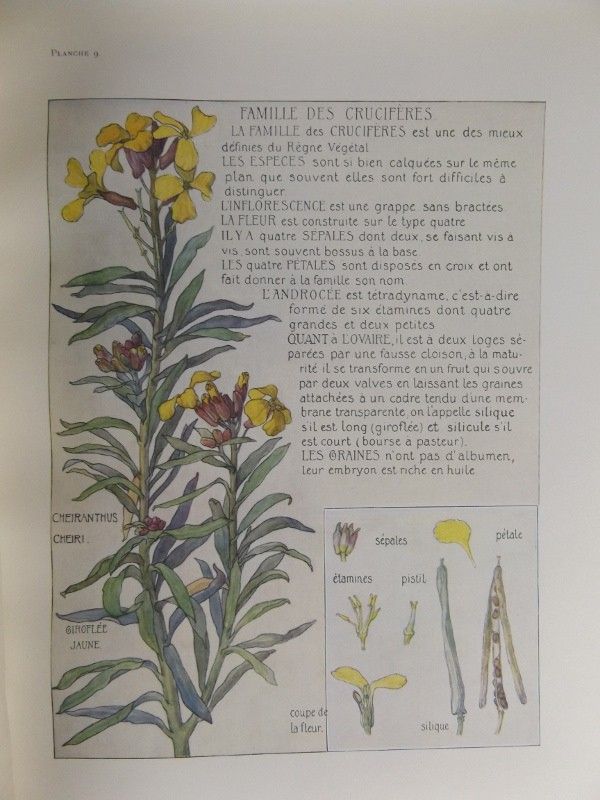 Fleurs sauvages de France