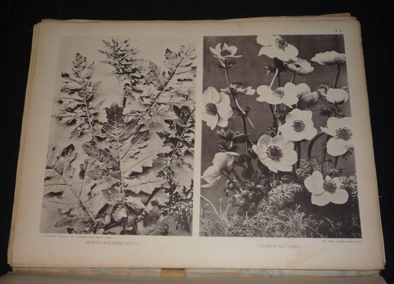 Encyclopédie de la fleur : Les fleurs et les fruits photographiés et groupés d'après nature