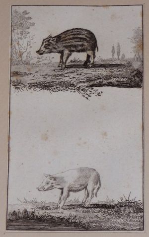 Gravure ancienne : Le marcassin - Le cochon de lait