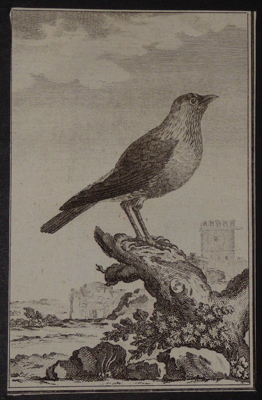 Gravure fin 18e de Jacques de Sève : Le Choucas