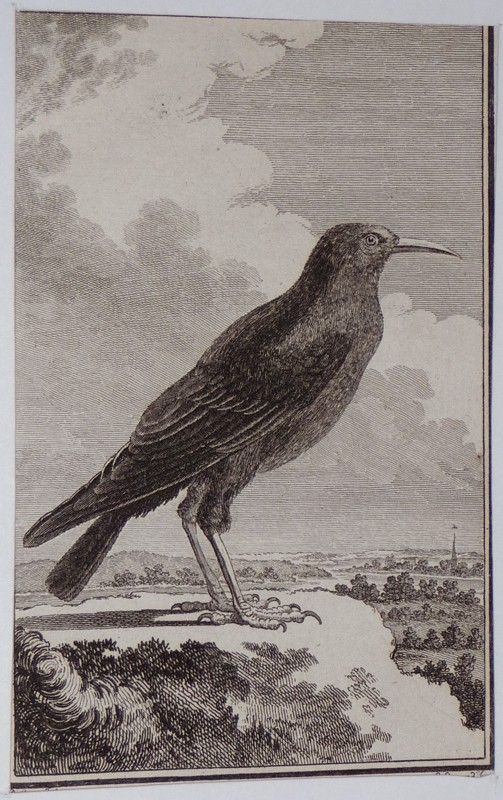 Gravure fin 18e de Jacques de Sève : Le crave ou le coracias